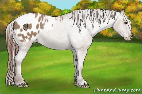 Horse Color:Classic Champagne Appaloosa 