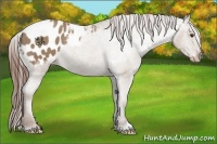 Horse Color:Classic Champagne Appaloosa