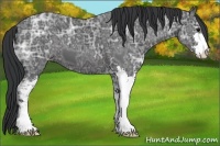 Horse Color:Black Ice Sabino