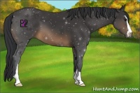 Horse Color:Buckskin Sabino