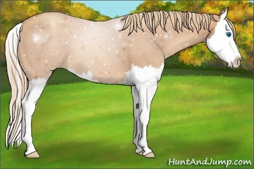Horse Color:Gold Champagne Splash