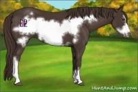 Horse Color:Liver Chestnut Frame 