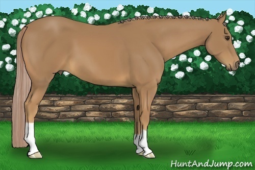 Horse Color:Palomino