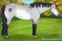 Horse Color:Buckskin Chinchilla