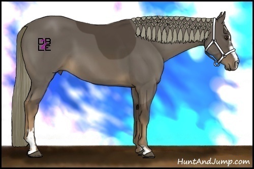 Horse Color:Liver Chestnut Sabino Frame 