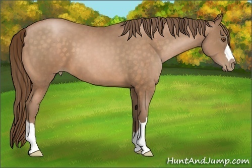 Horse Color:Bay Pearl 