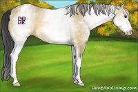 Horse Color:White Spotted Buckskin Dun 