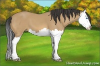 Horse Color:Bay Splash 