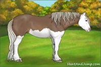 Horse Color:Chestnut Splash 