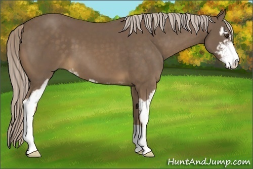 Horse Color:Chocolate Palomino Sabino 