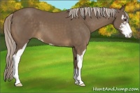 Horse Color:Chocolate Palomino Sabino 