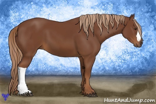Horse Color:Chestnut Rabicano 
