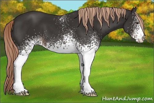 Horse Color:White Spotted Liver Chestnut 
