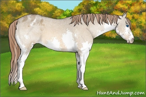 Horse Color:Bay Roan Dun Splash Appaloosa