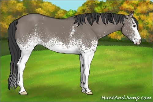 Horse Color:White Spotted Grullo