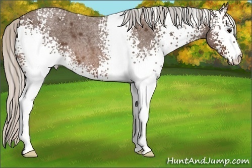 Horse Color:White Spotted Silver Brown Roan 