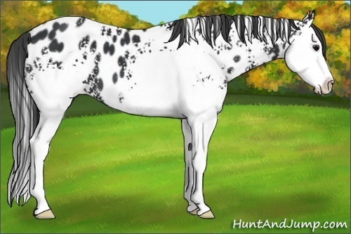 Horse Color:White Spotted Black Splash Appaloosa 