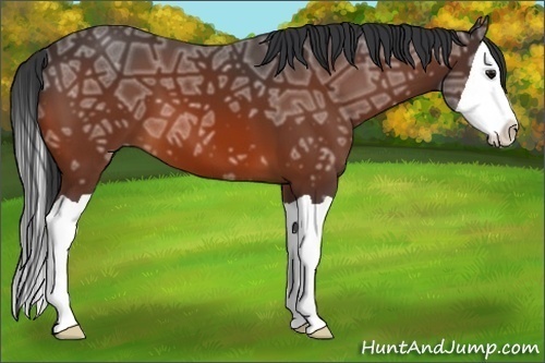 Horse Color:Bay Ice Splash 