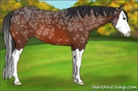 Horse Color:Bay Ice Splash 