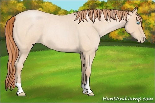Horse Color:Buckskin Roan Pearl 