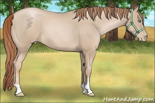 Horse Color:Smoky Black Pearl 