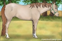Horse Color:Smoky Black Pearl