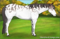 Horse Color:White Spotted Bay Appaloosa