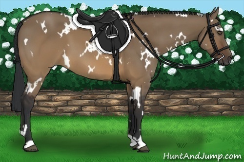 Horse Color:White Spotted Brown Dun 