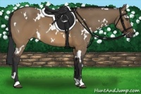 Horse Color:White Spotted Brown Dun 