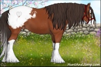 Horse Color:Bay Splash Appaloosa