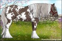 Horse Color:White Spotted Silver Black