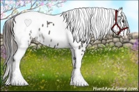 Horse Color:Grullo Tobiano Appaloosa 