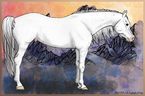 Horse Color:Blue Roan Snowcap 