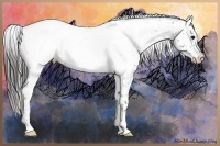 Horse Color:Blue Roan Appaloosa