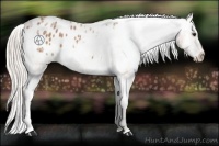 Horse Color:Silver Bay Ice Appaloosa