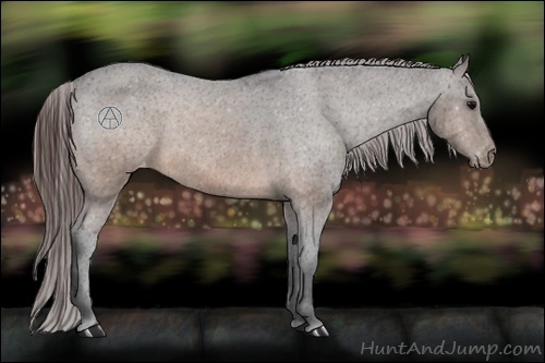 Horse Color:Brown Appaloosa 