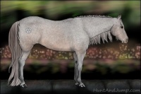 Horse Color:Brown Appaloosa 