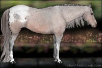Horse Color:Bay Appaloosa Rabicano