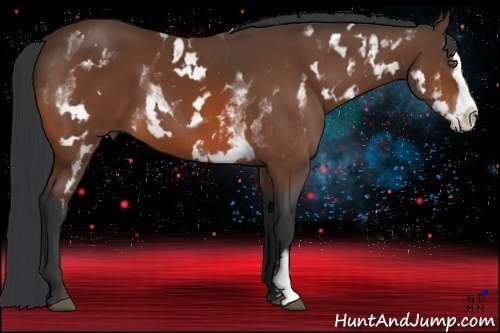 Horse Color:White Spotted Bay Splash Frame