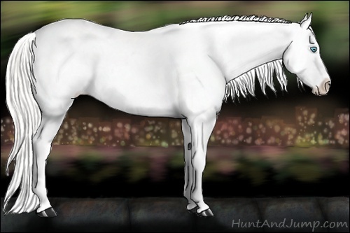 Horse Color:Silver Smoky Blue Roan Pearl Appaloosa