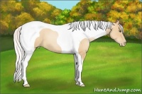 Horse Color:Silver Classic Champagne Pearl Tobiano Frame 