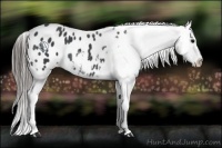 Horse Color:Blue Roan Appaloosa 