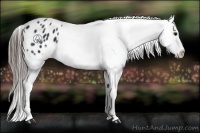 Horse Color:Black Appaloosa 