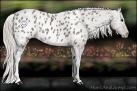 Horse Color:Silver Black Ice Appaloosa Rabicano