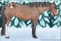 Horse Color:Bay Appaloosa
