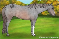 Horse Color:Brown Appaloosa Rabicano
