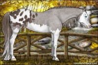 Horse Color:Liver Red Roan Splash Appaloosa 
