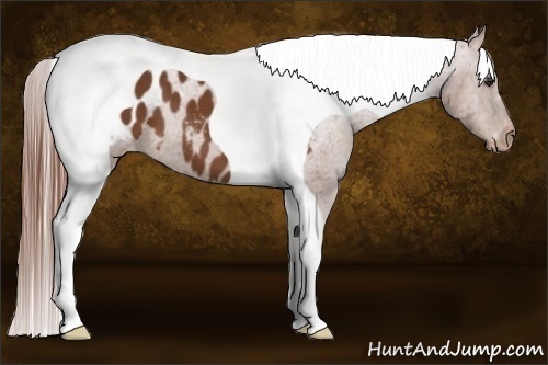 Horse Color:Chestnut Tobiano Appaloosa 