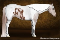 Horse Color:Chestnut Tobiano Blanket 
