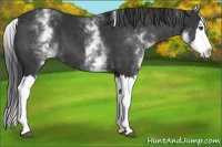 Horse Color:White Spotted Black Splash